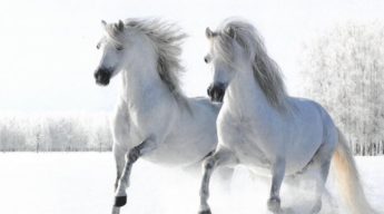 Bring On The Dancing Horses
